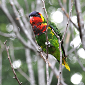 A wild Ornate Lorikeet perches on a twig