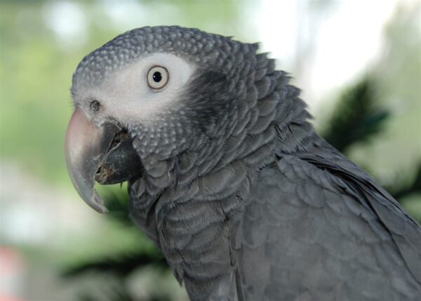 Closeup of Timneh Parrot