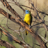 Wild Turquoise Parrot perches in a tree