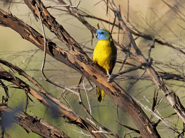 Wild Turquoise Parrot perches in a tree