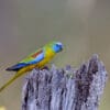 A wild Turquoise Parrot perches on a stump to feed chicks