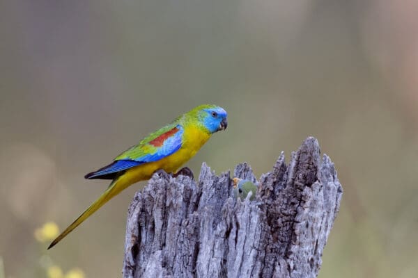 A wild Turquoise Parrot perches on a stump to feed chicks