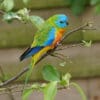 A Turquoise Parrot perches in a tree