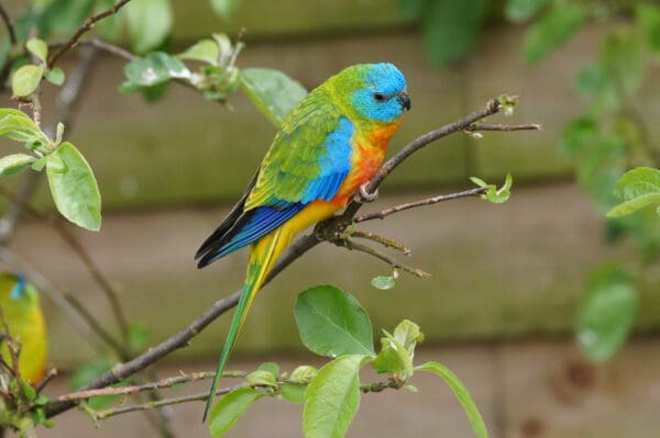 A Turquoise Parrot perches in a tree