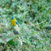 Wild Turquoise Parrots feed in a bush