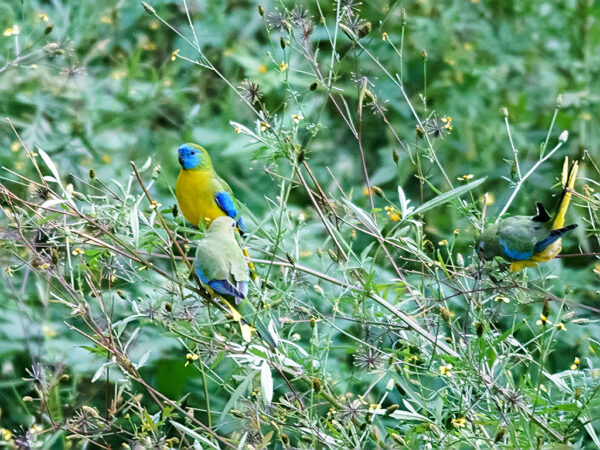 Wild Turquoise Parrots feed in a bush