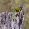 A wild female Turquoise Parrot feeds chicks