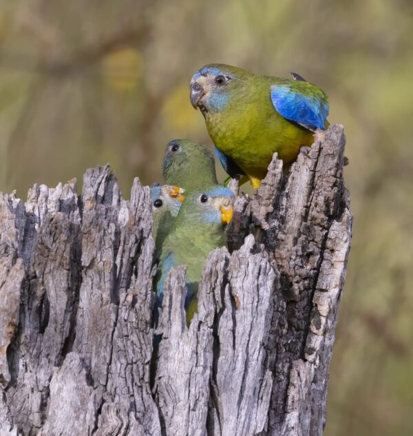 A wild female Turquoise Parrot feeds chicks