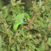 Wild Turquoise-winged Parrotlet forages in a bush