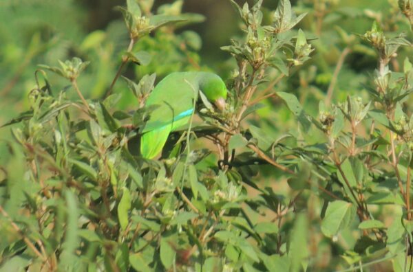 Wild Turquoise-winged Parrotlet forages in a bush