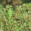 Wild Turquoise-winged Parrotlet forages in a bush