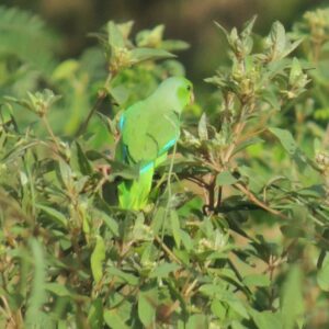 Wild Turquoise-winged Parrotlet forages in a bush