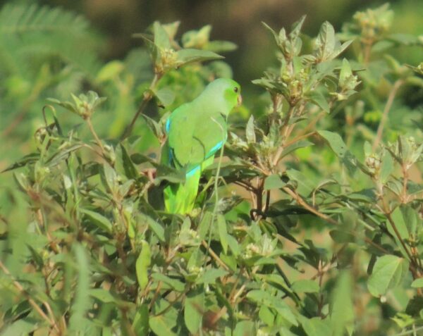 Wild Turquoise-winged Parrotlet forages in a bush