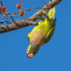 A wild Varied Lorikeet hangs upside down from a branch