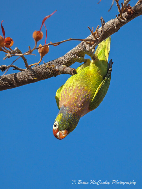 A wild Varied Lorikeet hangs upside down from a branch