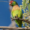 Wild Varied Lorikeet calls while perched