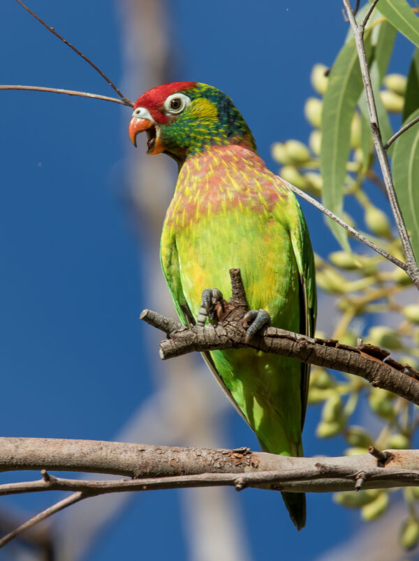 Wild Varied Lorikeet calls while perched