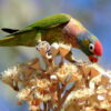 A wild Varied Lorikeet feeds on blossoms