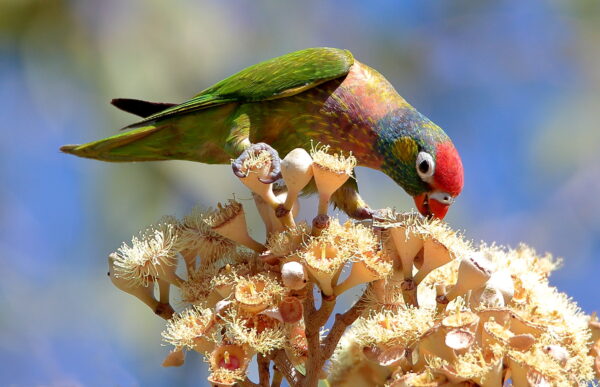 A wild Varied Lorikeet feeds on blossoms