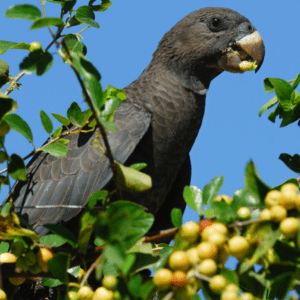 A wild Vasa Parrot feeds on fruits