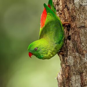 A wild Vernal Hanging Parrot clings upside down on a tree trunk