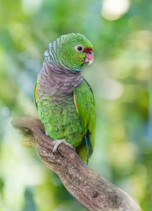 A wild Vinaceous Amazon perches on a branch