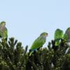 Wild Vinaceous Amazons perch in bushes