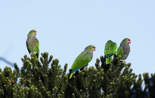 Wild Vinaceous Amazons perch in bushes