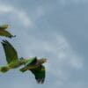 Wild Vinaceous Amazons in flight