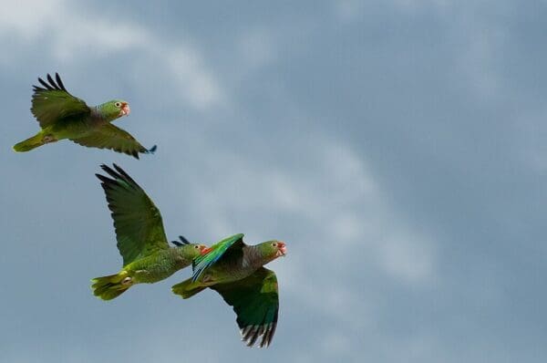 Wild Vinaceous Amazons in flight