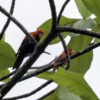 Wild Violet-necked Lories perch in a tree