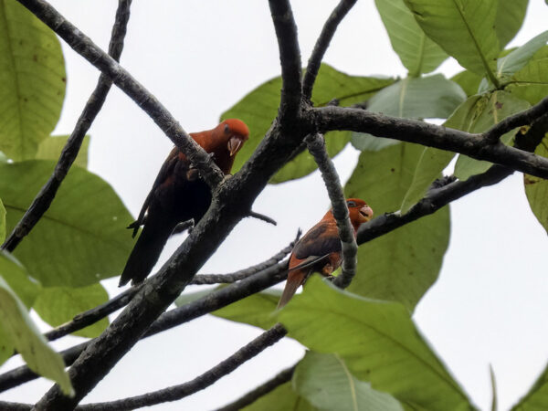 Wild Violet-necked Lories perch in a tree