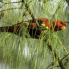 Wild Violet-necked Lory perches in a tree