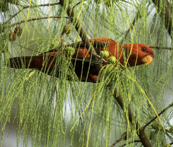 Wild Violet-necked Lory perches in a tree