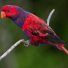 A Violet-necked Lory perches on a twig