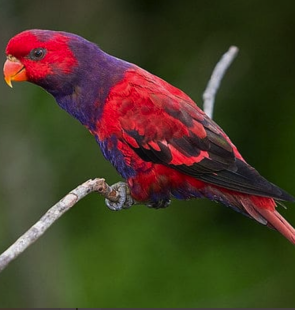 A Violet-necked Lory perches on a twig