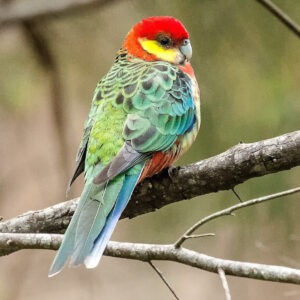 Wild Western Rosella perches on a branch