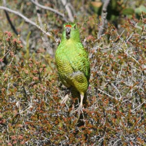 A wild Western Ground Parrot perches in a bush