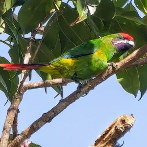 A wild Whiskered Lorikeet perches in a tree