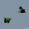 Wild White-cheeked Amazons in flight