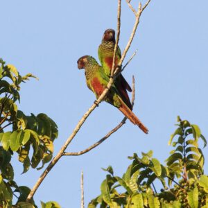 Wild White-eared Conures perch in a tree