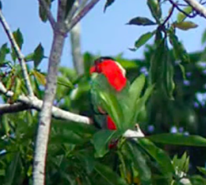 Possible White-naped Lory