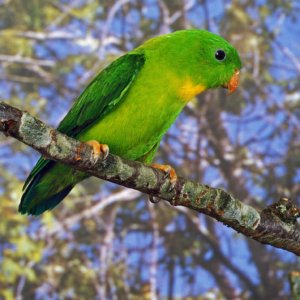 A Yellow-throated Hanging Parrot perches on a branch