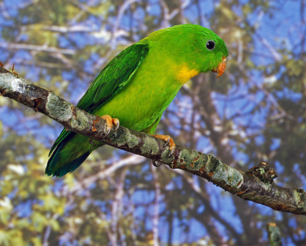 A Yellow-throated Hanging Parrot perches on a branch