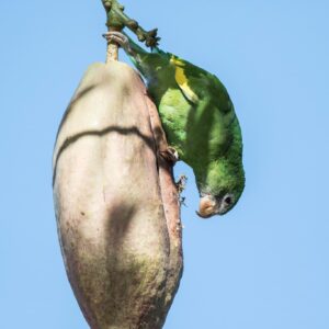 A wild White-winged Parakeet feeds on fruit