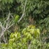 A wild Yellow-breasted Racquet-tailed Parrot perches in a bare tree