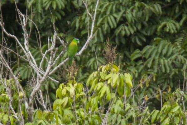 A wild Yellow-breasted Racquet-tailed Parrot perches in a bare tree