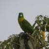 A wild Yellow-breasted Racquet-tailed Parrot perches atop a tree