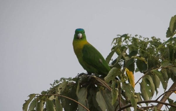 A wild Yellow-breasted Racquet-tailed Parrot perches atop a tree