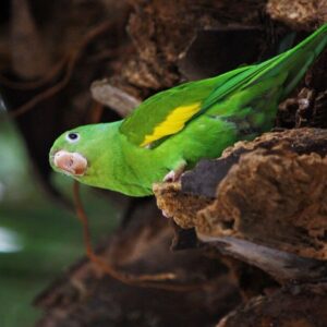 A wild Yellow-chevroned Parakeet perches on a limb